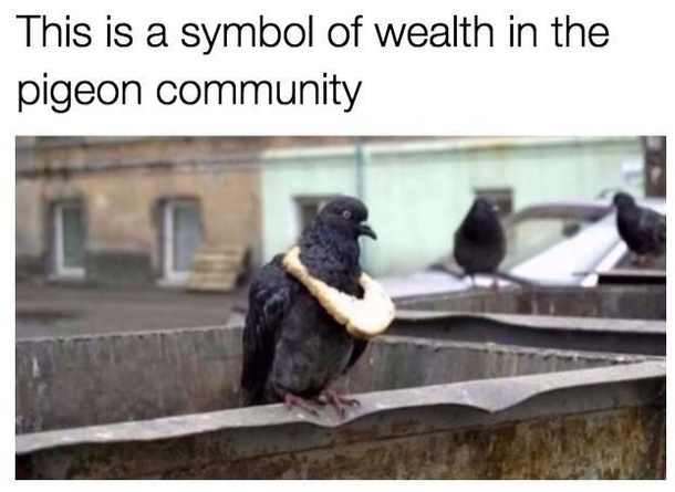 One wealthy pigeon