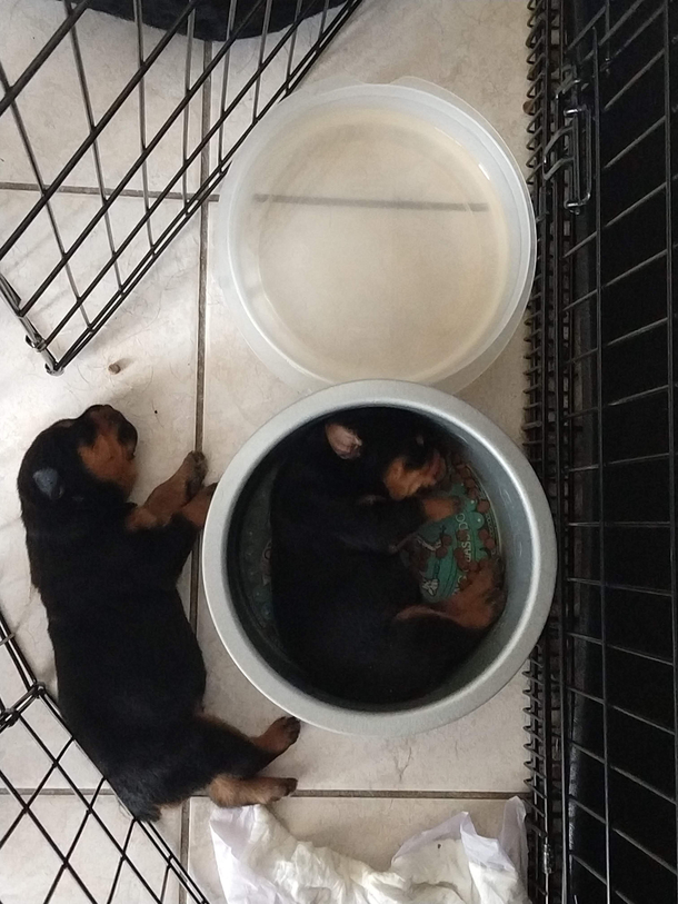 One week old already getting into trouble
