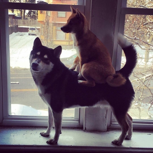 Onward noble steed