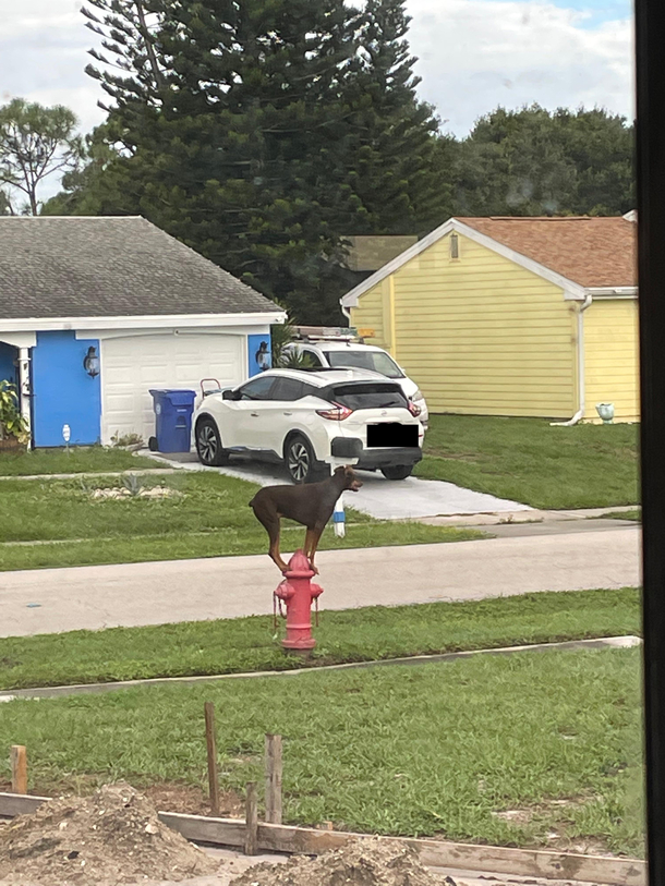 Opened up the living room window to see this going on