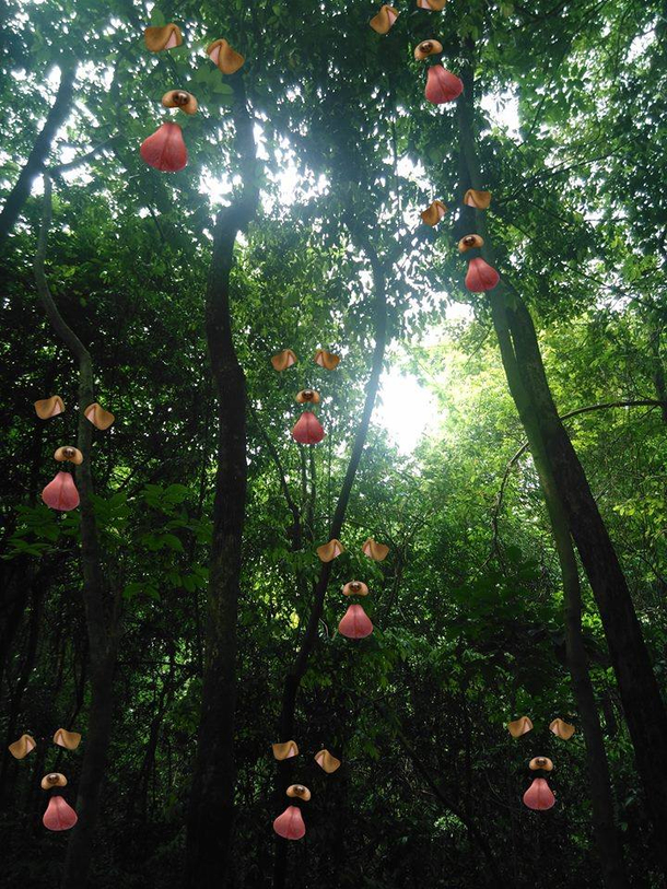 Opening Snapchat in a Vietnamese forest