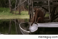 Orangutan steals boat