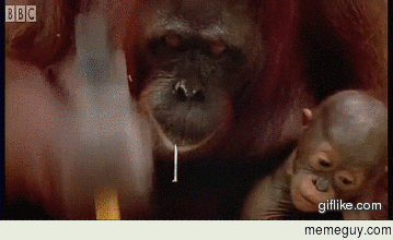 Orangutan using a hammer