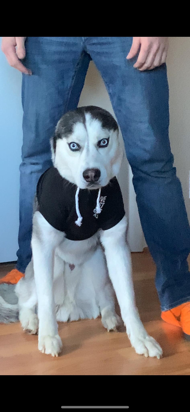 Order from WISH they said