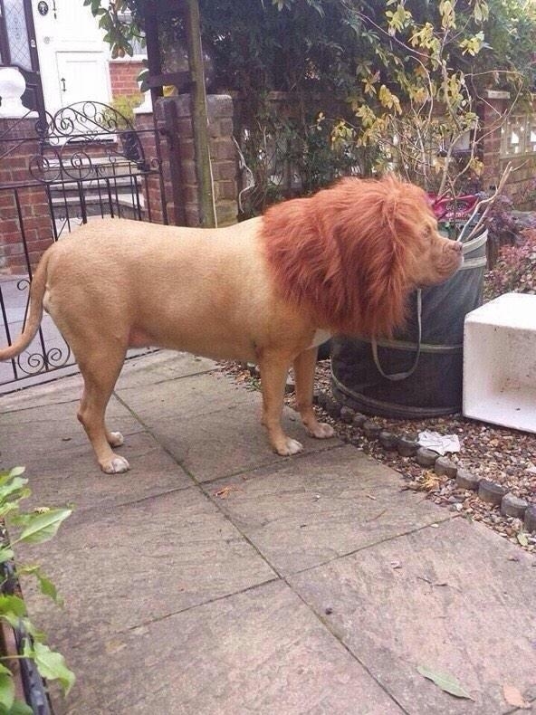 ORDERED A LION OFF EBAY AND THEY SENT ME THIS CRAP