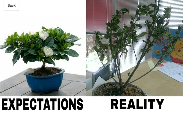 Ordering a bonsai tree from the internet