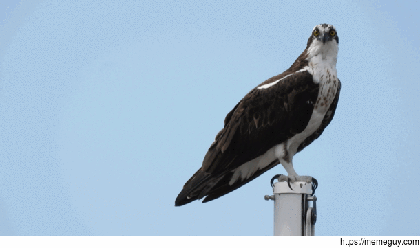 Osprey lookin