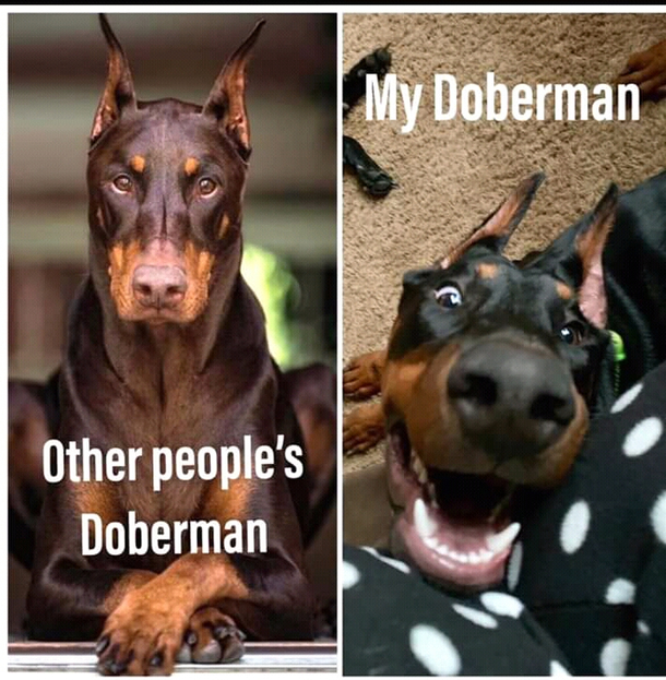 Other peoples Dogs vs My dog