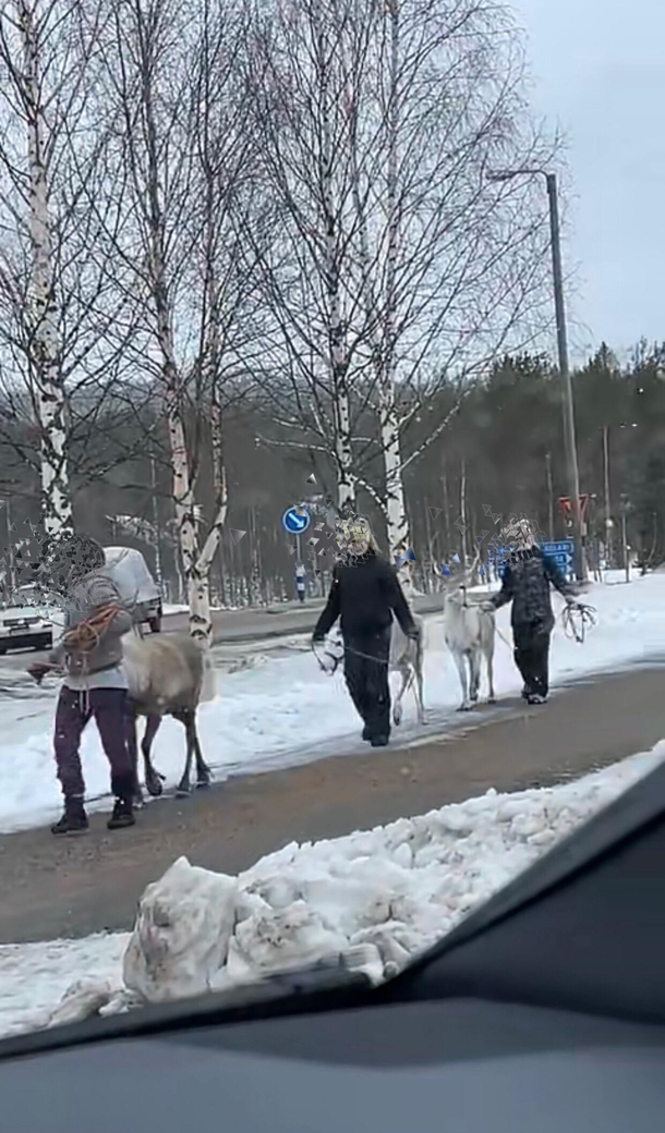 Others take their dogs for a walk we take reindeer