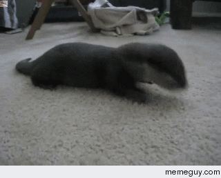 Otter Attack
