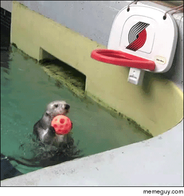 Otter makes a slam dunk