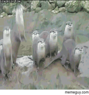Otter party