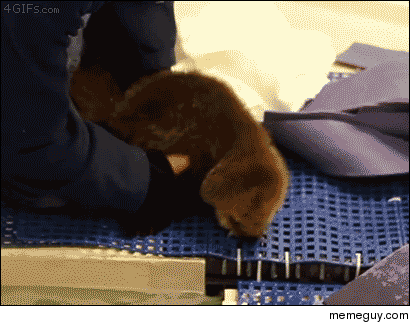 Otter pup learning to swim