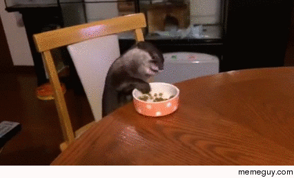 Otter sitting at the kitchen table eating dinner