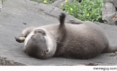 Otter tosses rock between his paws