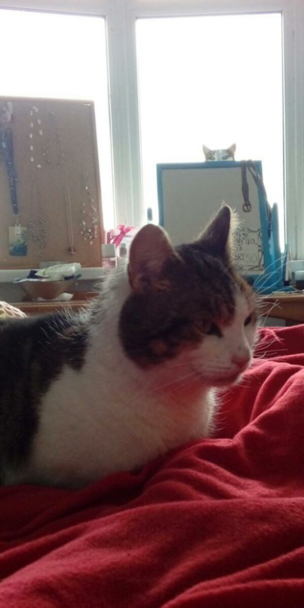 Our cat came home after she went missing for  months safe to say her brother wasnt too happy