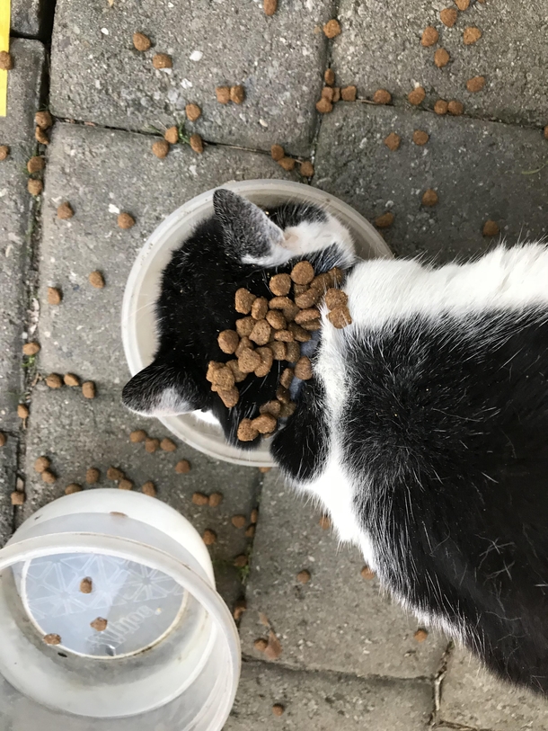 Our cat couldnt wait for me to finish pouring his food