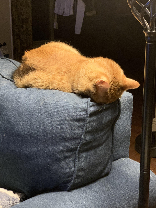 Our cat is all of us in 