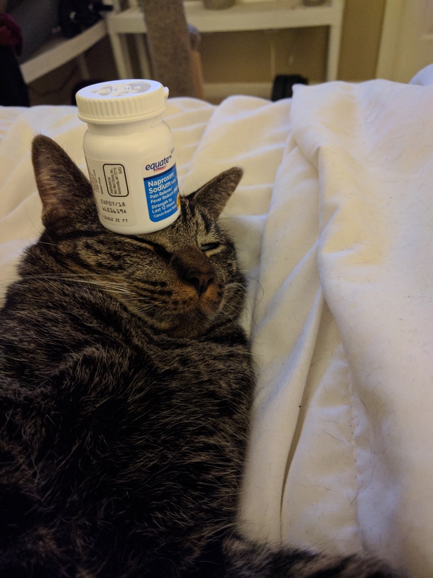 Our cat loves it when we put bottles on his head