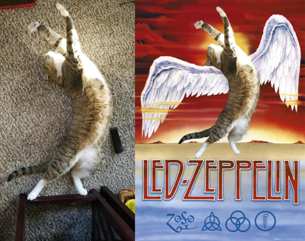 Our cat Pigeon stretching in a sunbeam I couldnt resist