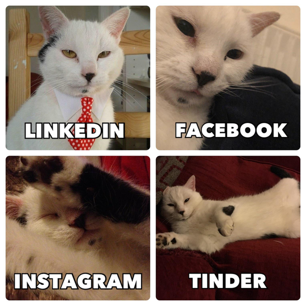 Our cat Snarf and his take on the DP challenge