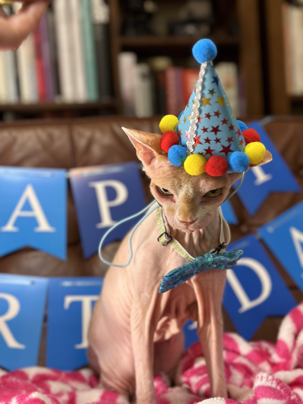 Our cat turned  on New Years Day