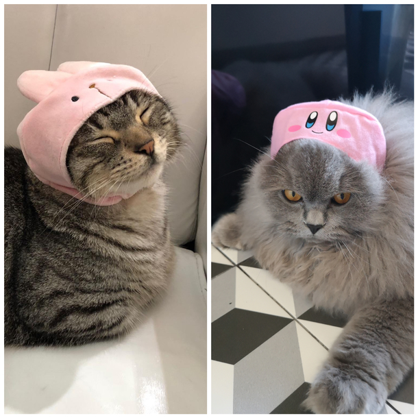 Our cats reaction 