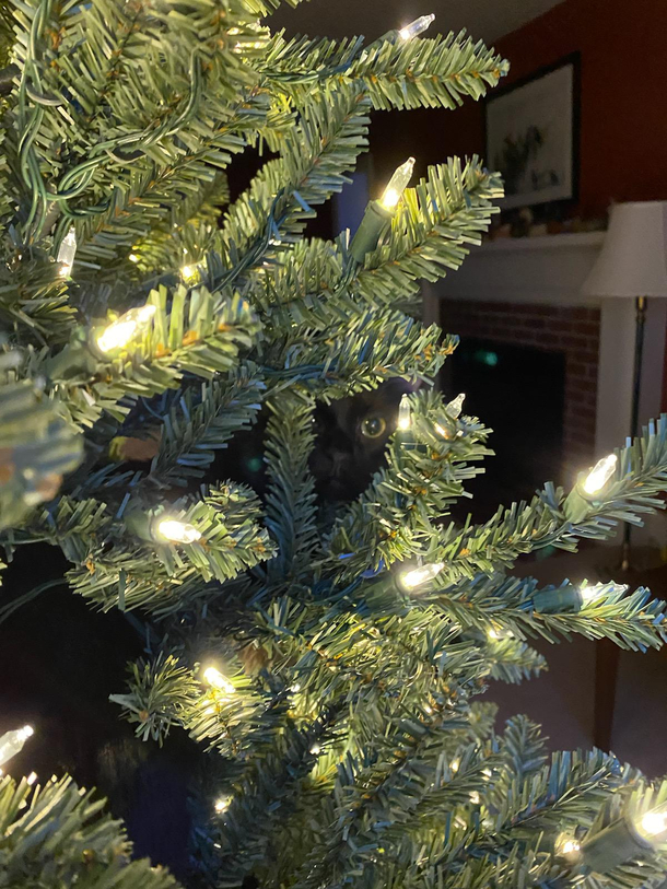 Our creepy cat discovered our Christmas tree