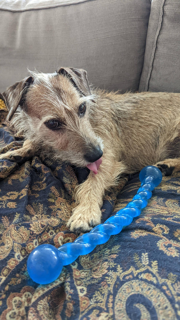 Our dog found this in the park We checked It is a dog toy