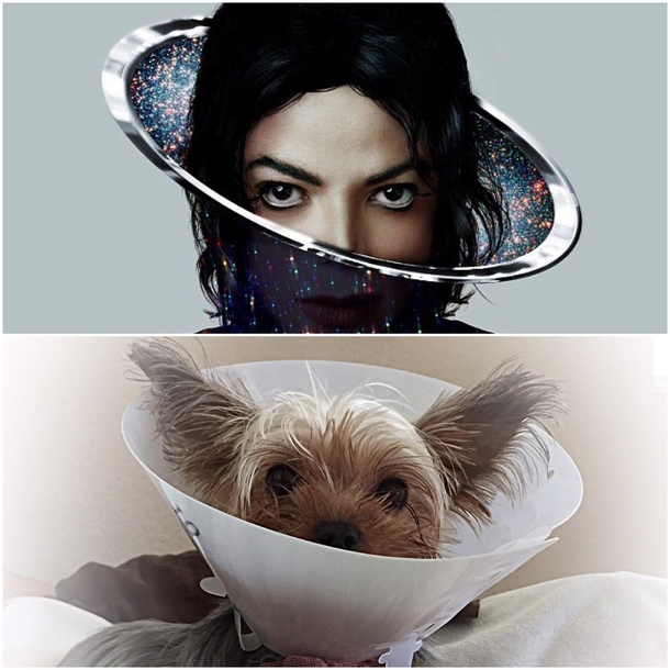 Our dog got spayed and something about her wearing her cone seemed familiar
