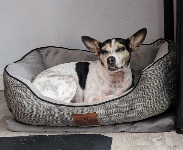 Our dog had to have minor surgery Shes stoned AF