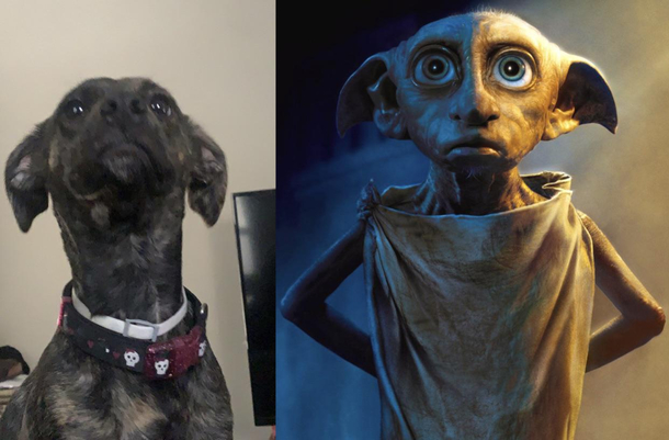 Our dog has dobby ears