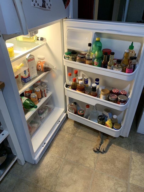 Our dog is really pushing the limits of our not in the kitchen rule