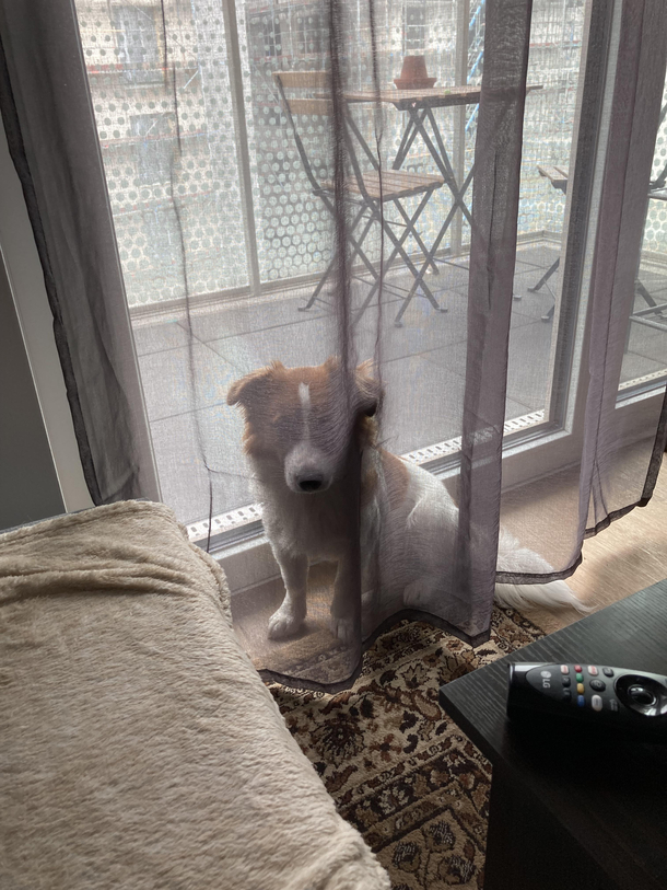 Our dog likes to hide behind the curtains