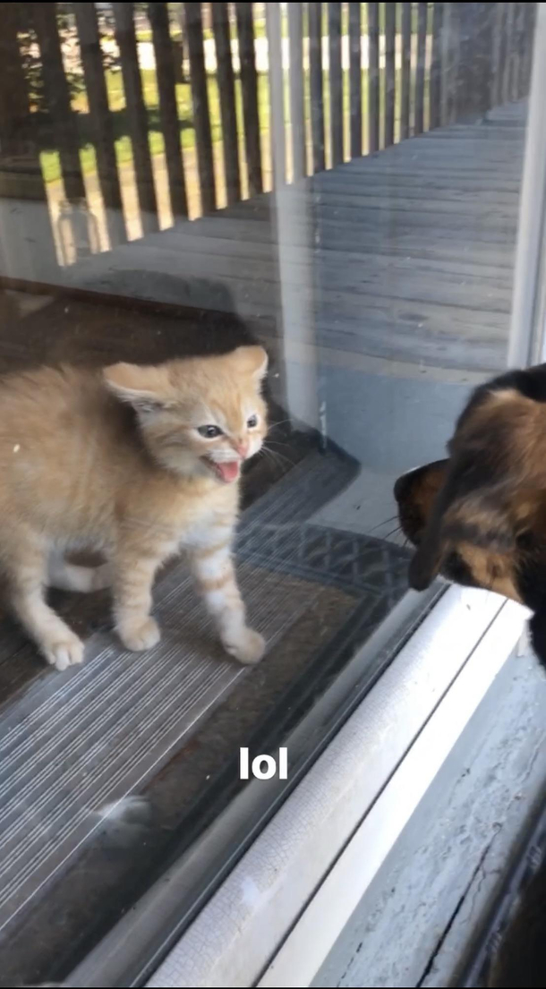 Our dog meeting our new kitty for the first time