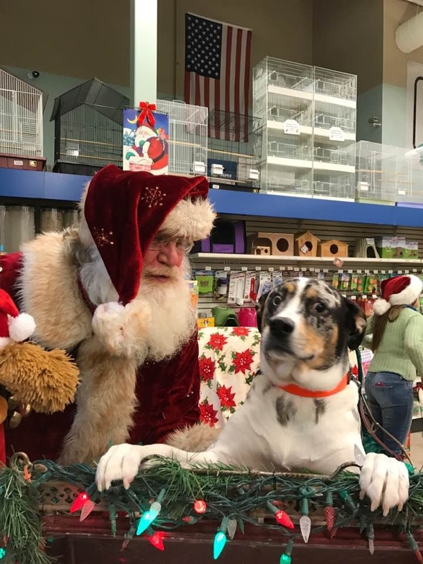 Our dog tried pictures with Santa