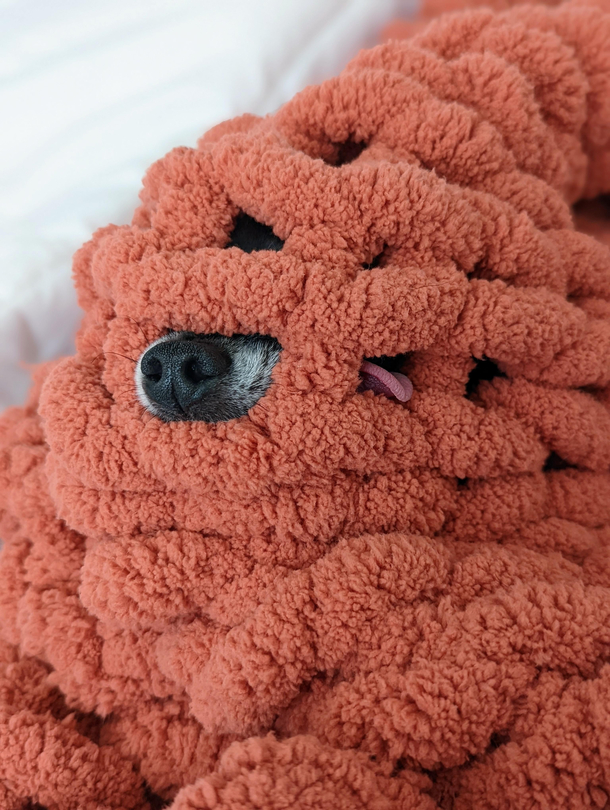 Our dog whose tongue always sticks out in a blanket with holes