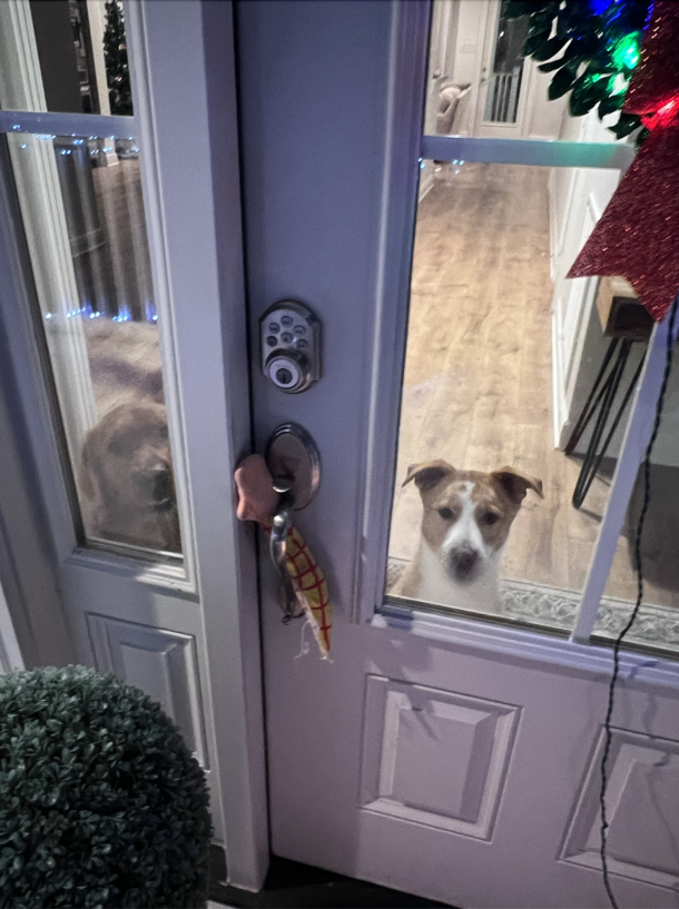 Our dogs know how to send a message