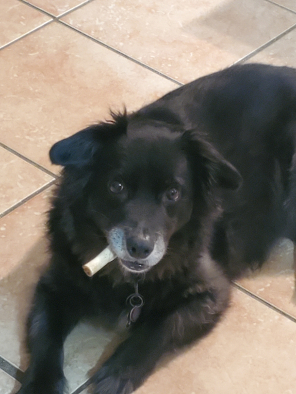 Our dogs rawhide is so thick it looks like hes chomping on a Stogie 