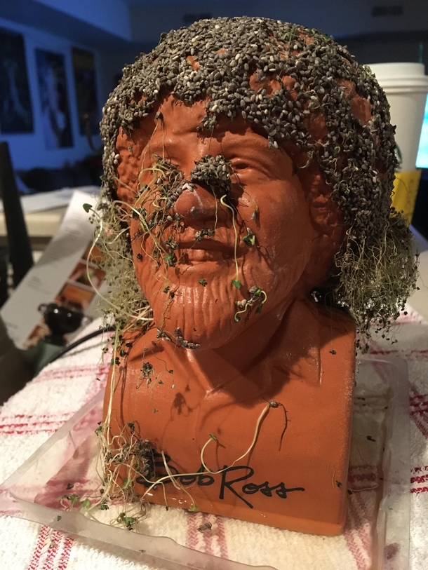 Our failed Bob Ross chia pet