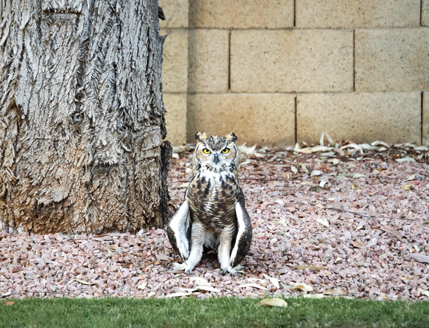 Our neighborhood owl is getting real comfortable with us