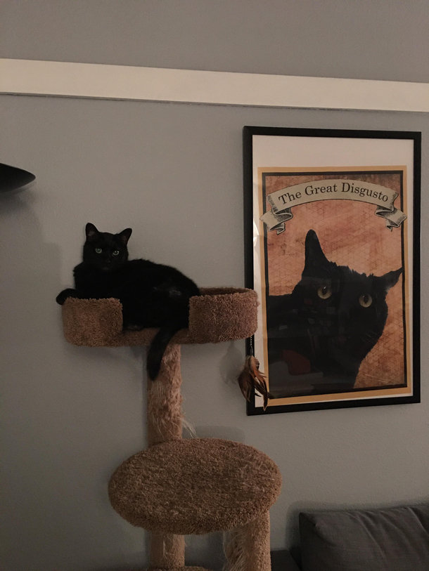 Our new rescue likes to go in the house