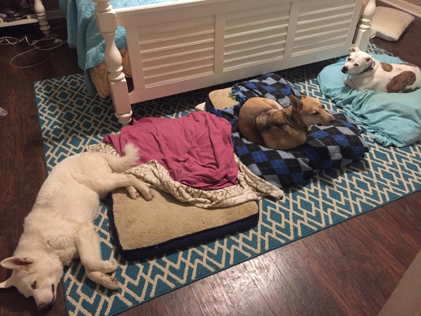 Our oldest dog will not conform to societies expectations