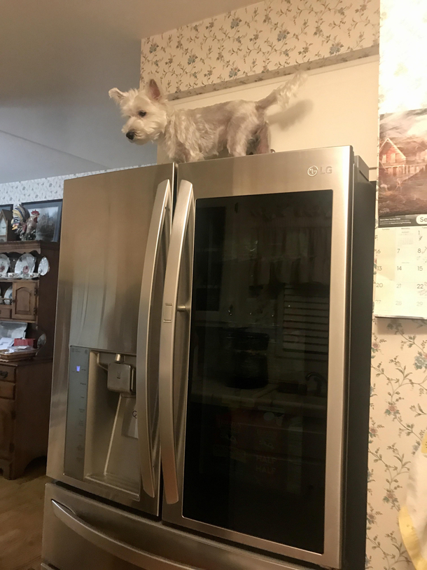 Our puppy thinks hes a cat