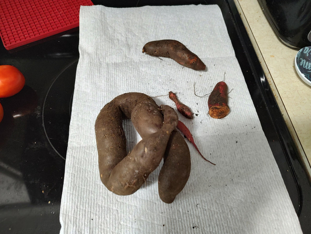 Our sweet potato harvest this year