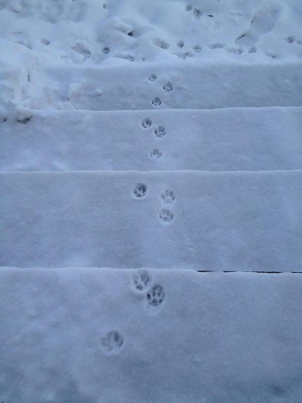Our three-legged cat Joey went out into the snow