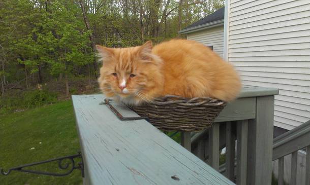 Our wary guard in his lookout tower