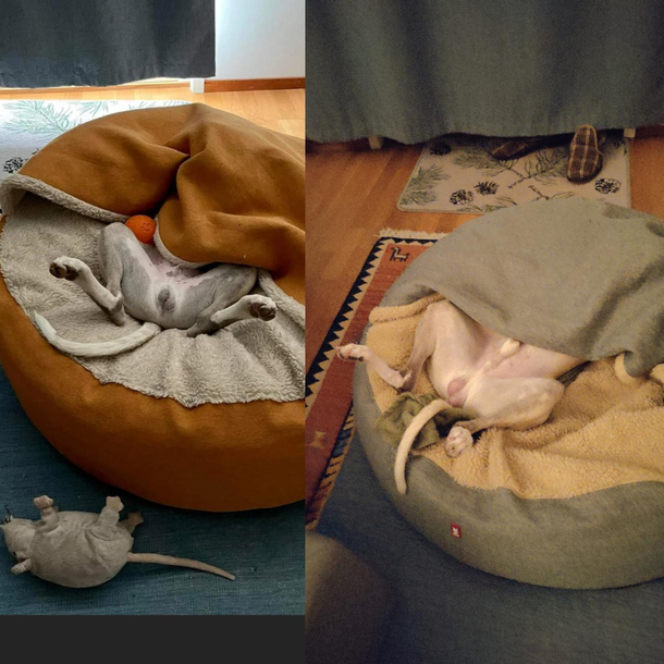 Our whippet Ekko as a  months old vs  months old