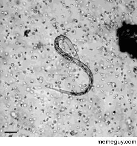 Our white blood cells attacking a parasite