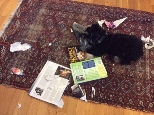 Out of all the books my parents Schnauzer pup chooses THIS one